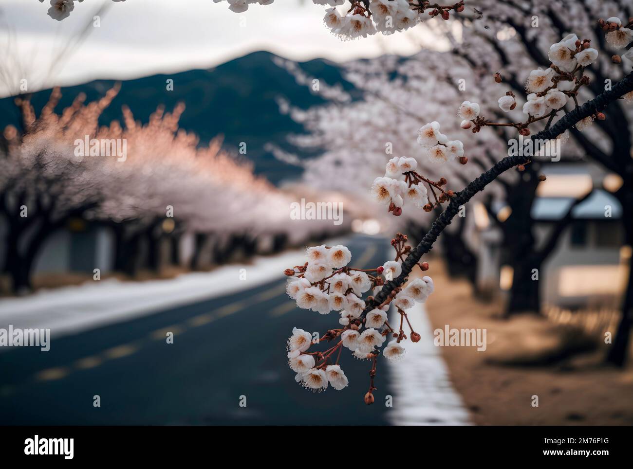 Fuoco selettivo dei rami bei dei fiori rosa del ciliegio sull'albero sotto il cielo blu, i fiori di Sakura bei nel parco, struttura di modello di Flora Foto Stock