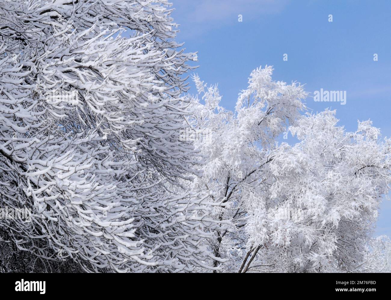 Coperte di neve alberi Foto Stock