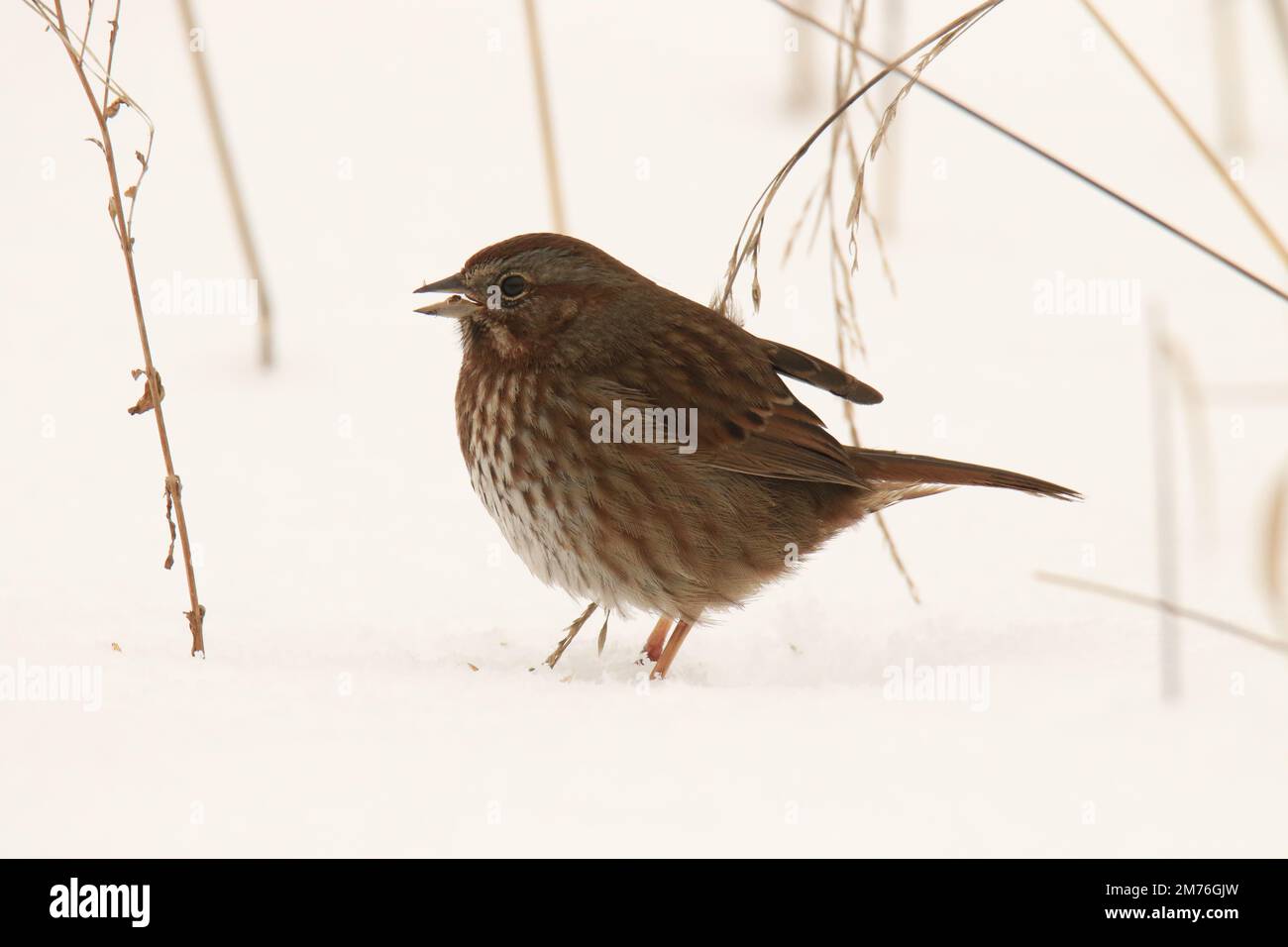 Una canzone Sparrow (Melospiza melodia) cantando mentre si è in piedi nella neve con erba lunga. Prese a Victoria, BC, Canada. Foto Stock