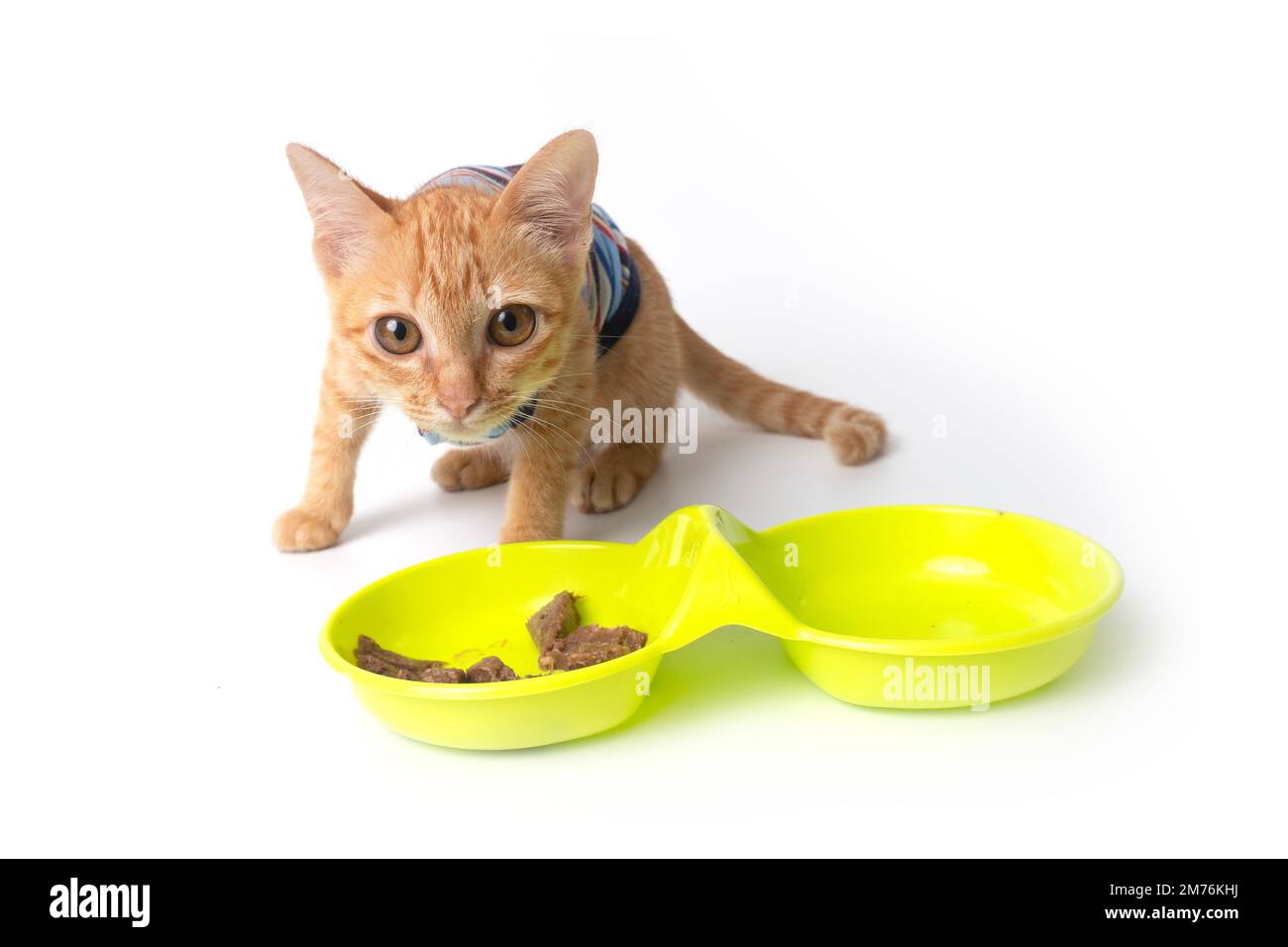 Studio shot di piccolo gatto mantenuto il suo cibo vicino a chiunque su sfondo bianco. Foto Stock