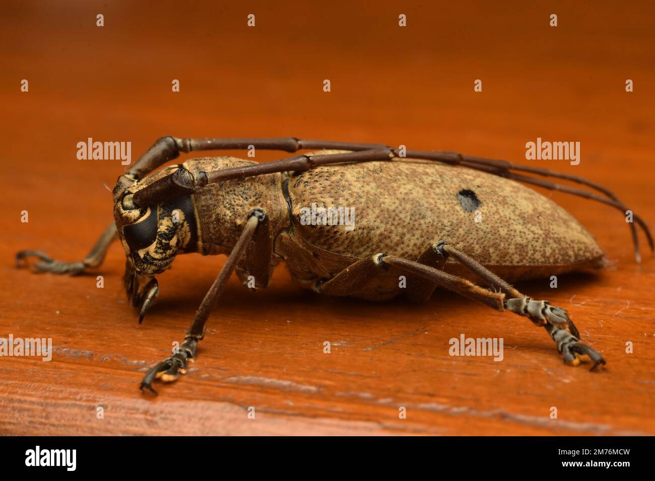 Scarabeo di longhorn marrone con puntino nero sul retro che striscia su un tavolo di legno. Pelargoderus bipunctatus. Java, Indonesia. Foto Stock