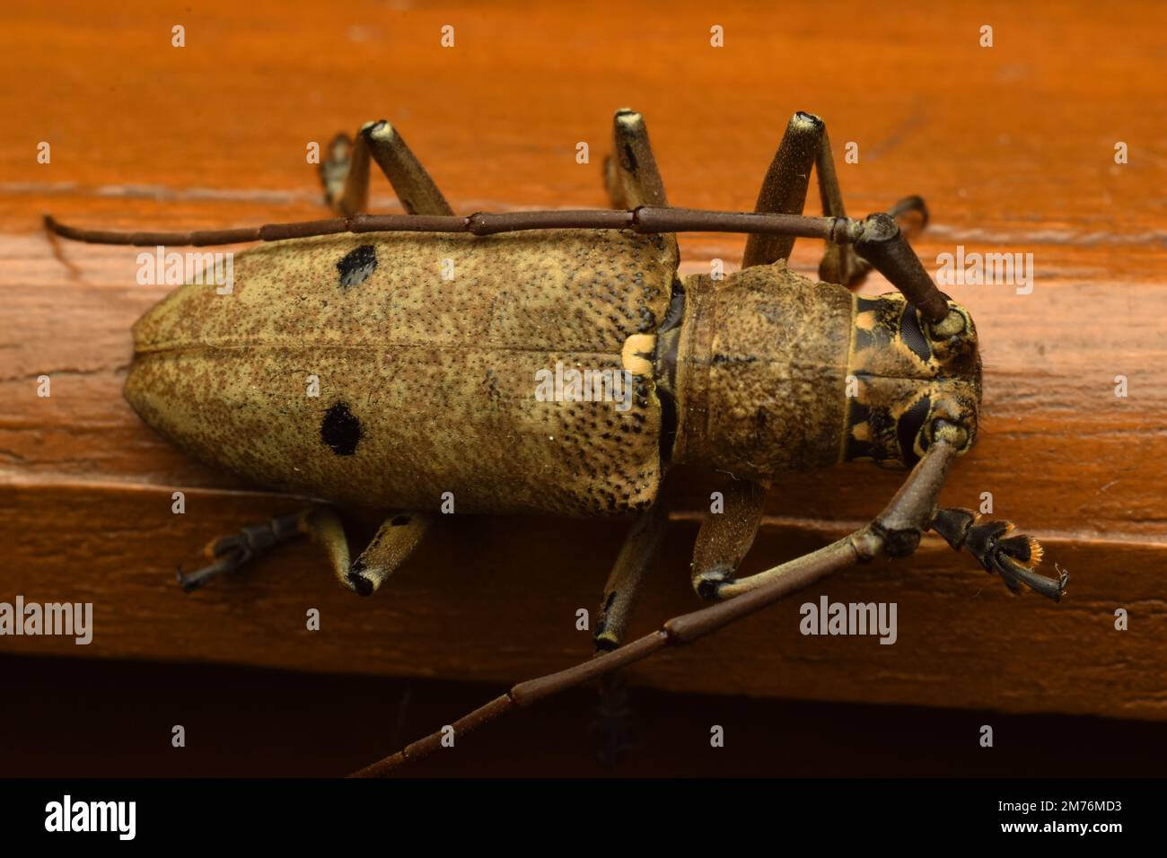 Scarabeo di longhorn marrone con puntino nero sul retro che striscia su un tavolo di legno. Pelargoderus bipunctatus. Java, Indonesia. Foto Stock