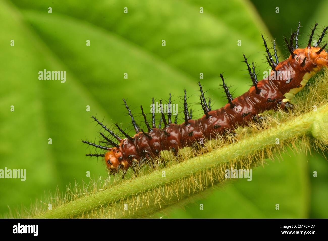 Primo piano foto di tawny coster farfalla larva. Java, Indonesia. Foto Stock