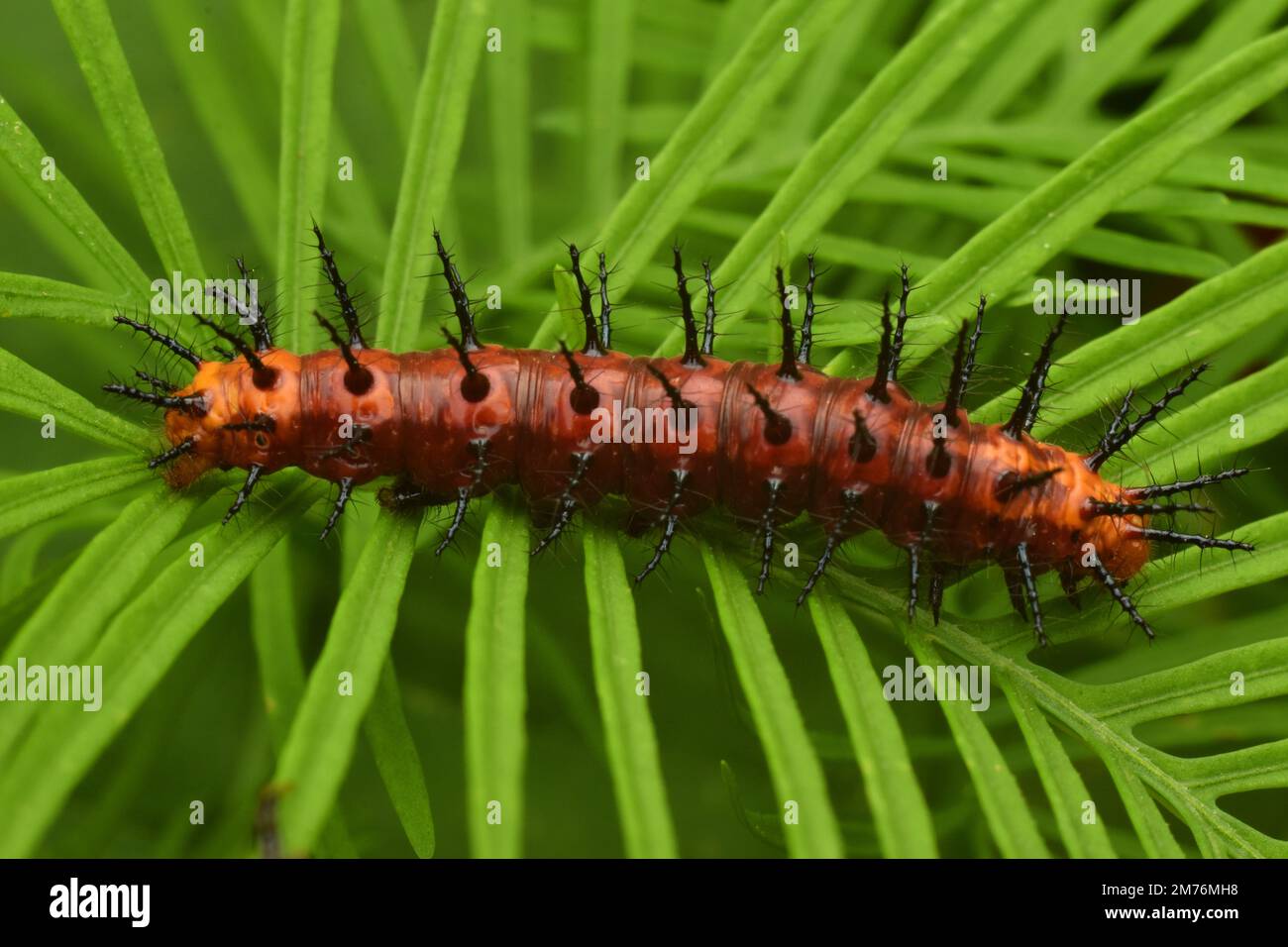Primo piano foto di tawny coster farfalla larva. Java, Indonesia. Foto Stock