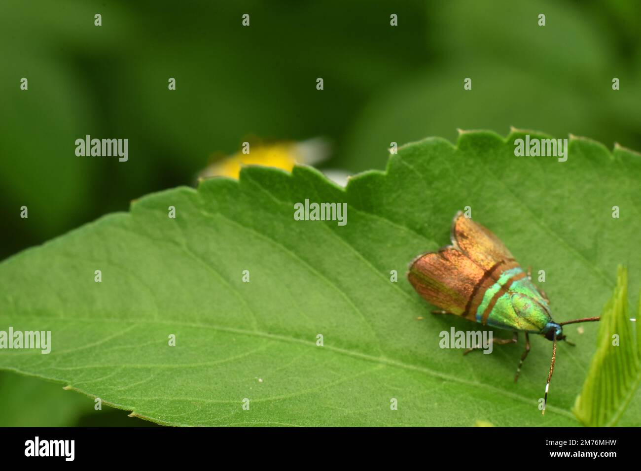 Falena metallica appoggiata sulla foglia verde. Java, Indonesia. Berillitis di Saptha. Foto Stock