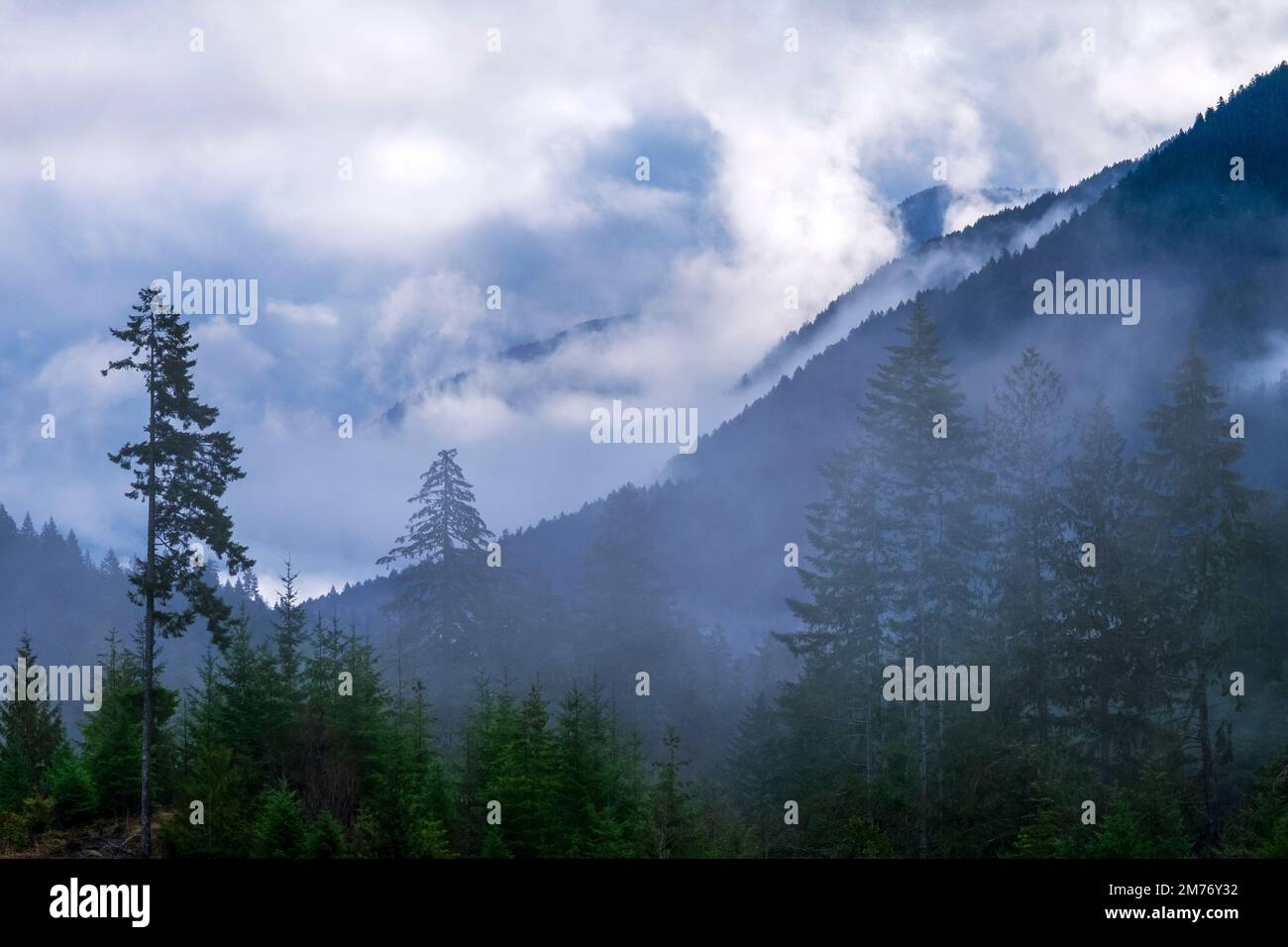 Montagne di Misty nell'Olympic National Park, stato di Washington, Stati Uniti Foto Stock