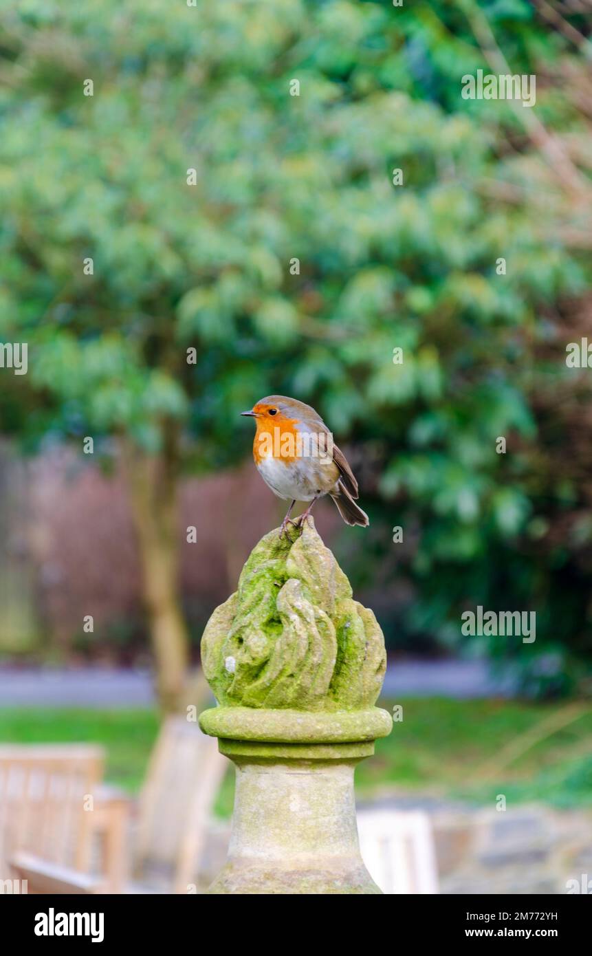 Robin arroccato su un finale di pietra nel terreno di Rowallane Country Park, Saintfield, County Down, Irlanda del Nord Foto Stock