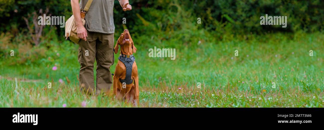 Bellissimo cucciolo ungherese Vizsla e il suo proprietario durante l'allenamento obbedienza all'aperto. Rafforzamento e ricompensa positivi. Foto Stock