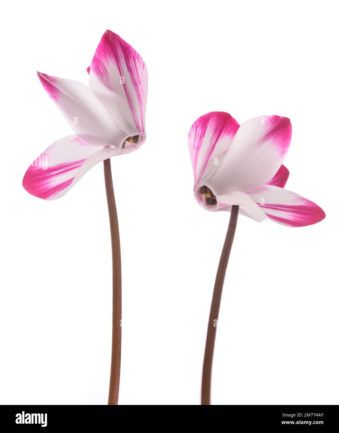 Fiori di ciclamino persiano isolati su sfondo bianco Foto Stock