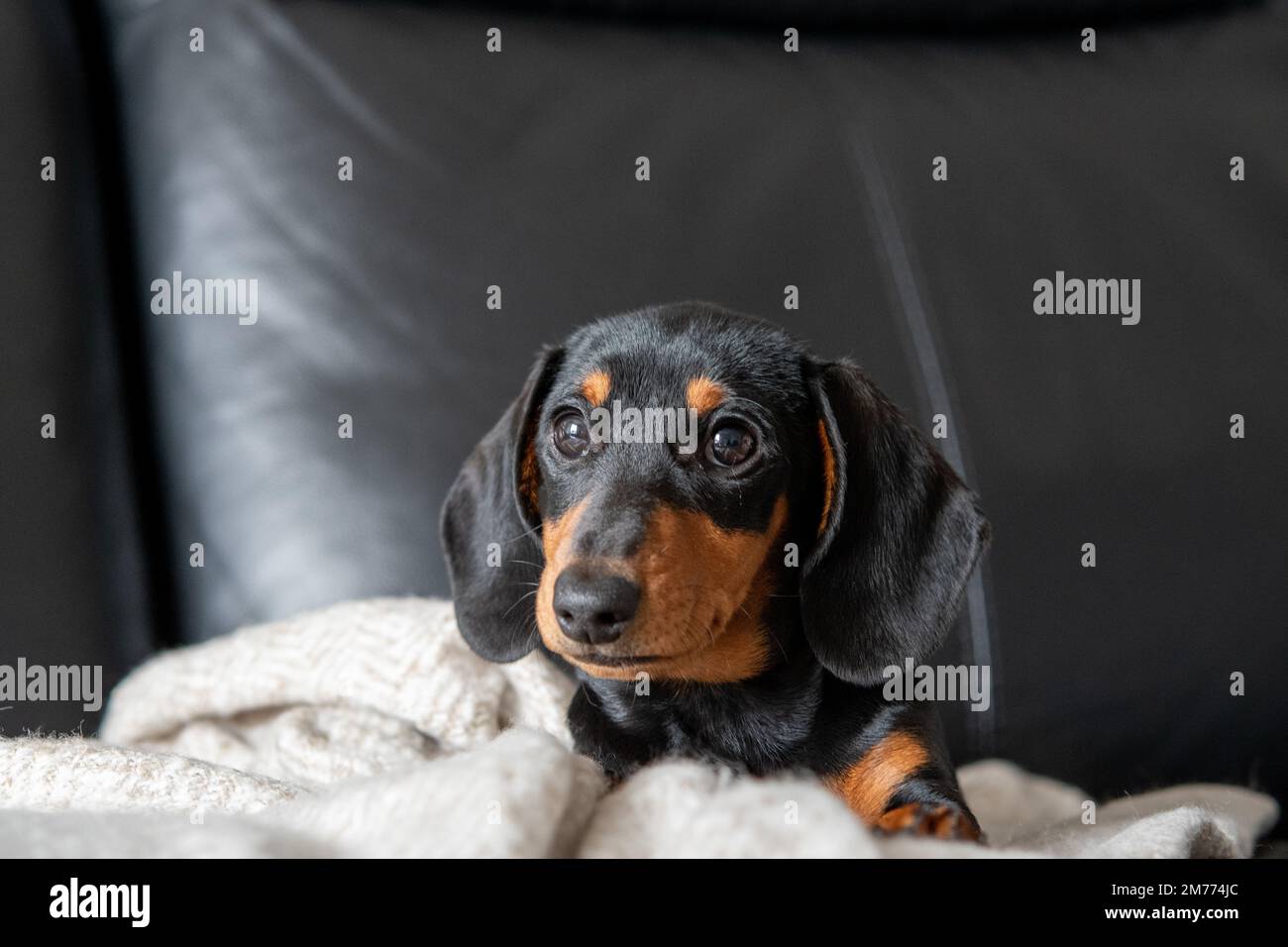 cucciolo nero e marrone scuro Foto Stock