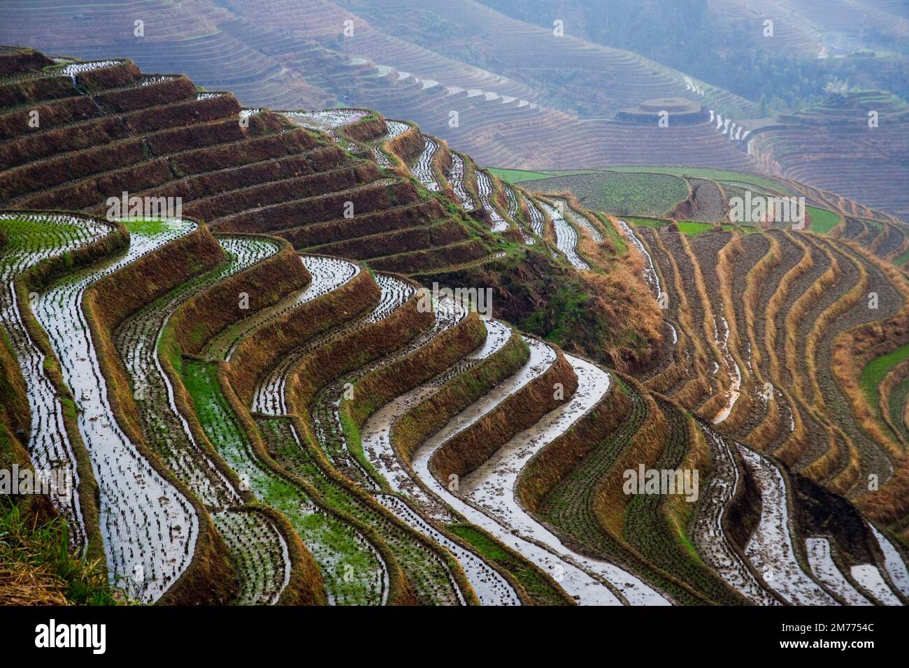 Longji terrazze,Guangxi Foto Stock