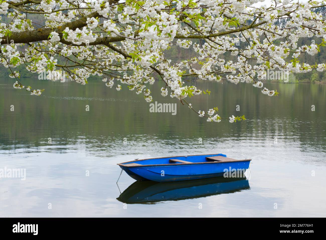 Canottaggio sul lago Edersee, Valle Edertal, Assia, Germania, Europa Foto Stock