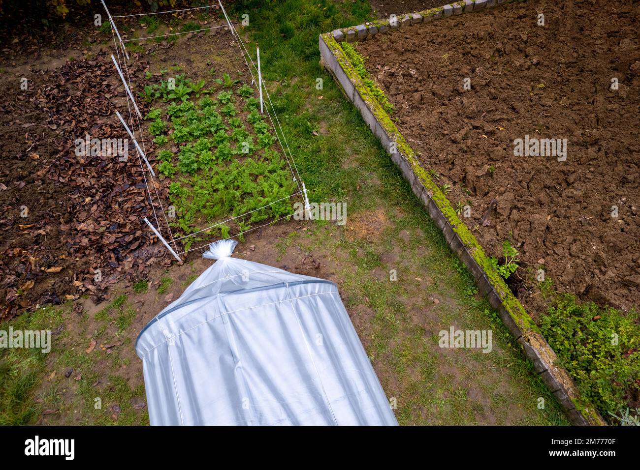 Veduta aerea della serra a tunnel basso DIY in un giardino di casa. Polytunnel, giardino autunnale, clima freddo protezione delle colture sfondo. Foto Stock