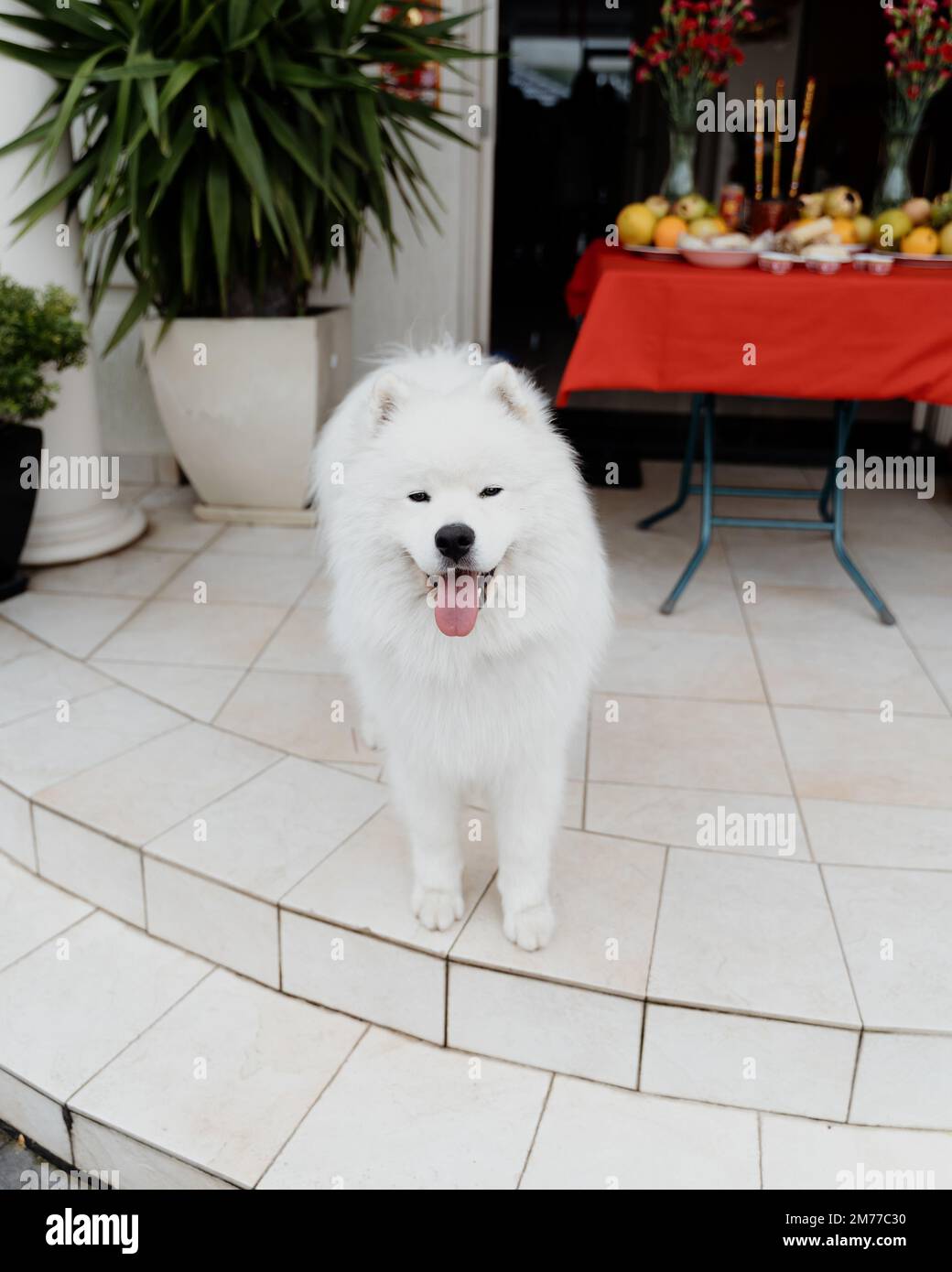 Un colpo verticale di un amabile cane samoyed bianco lanuginoso su un portico Foto Stock