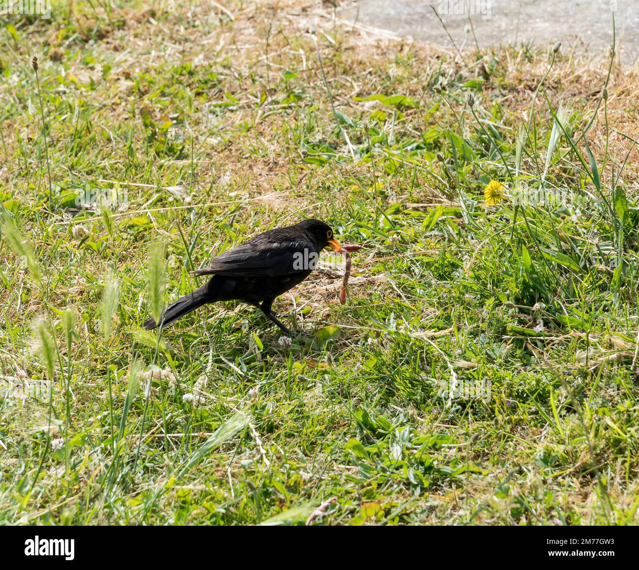 Uccello nero maschio con verme 2022 Foto Stock