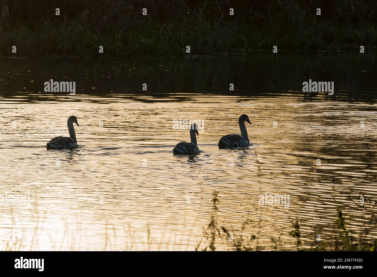 Tre giovani cigni Mute sul fiume Witham alla luce della sera, Cherry Willingham Lincolnshire 2022 Foto Stock
