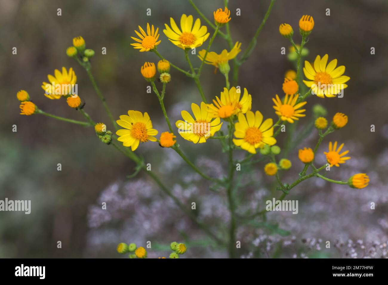 Senecio inaequidens, ragwort a foglie strette, ragwort sudafricano fiori gialli piccoli su un campo in estate Foto Stock