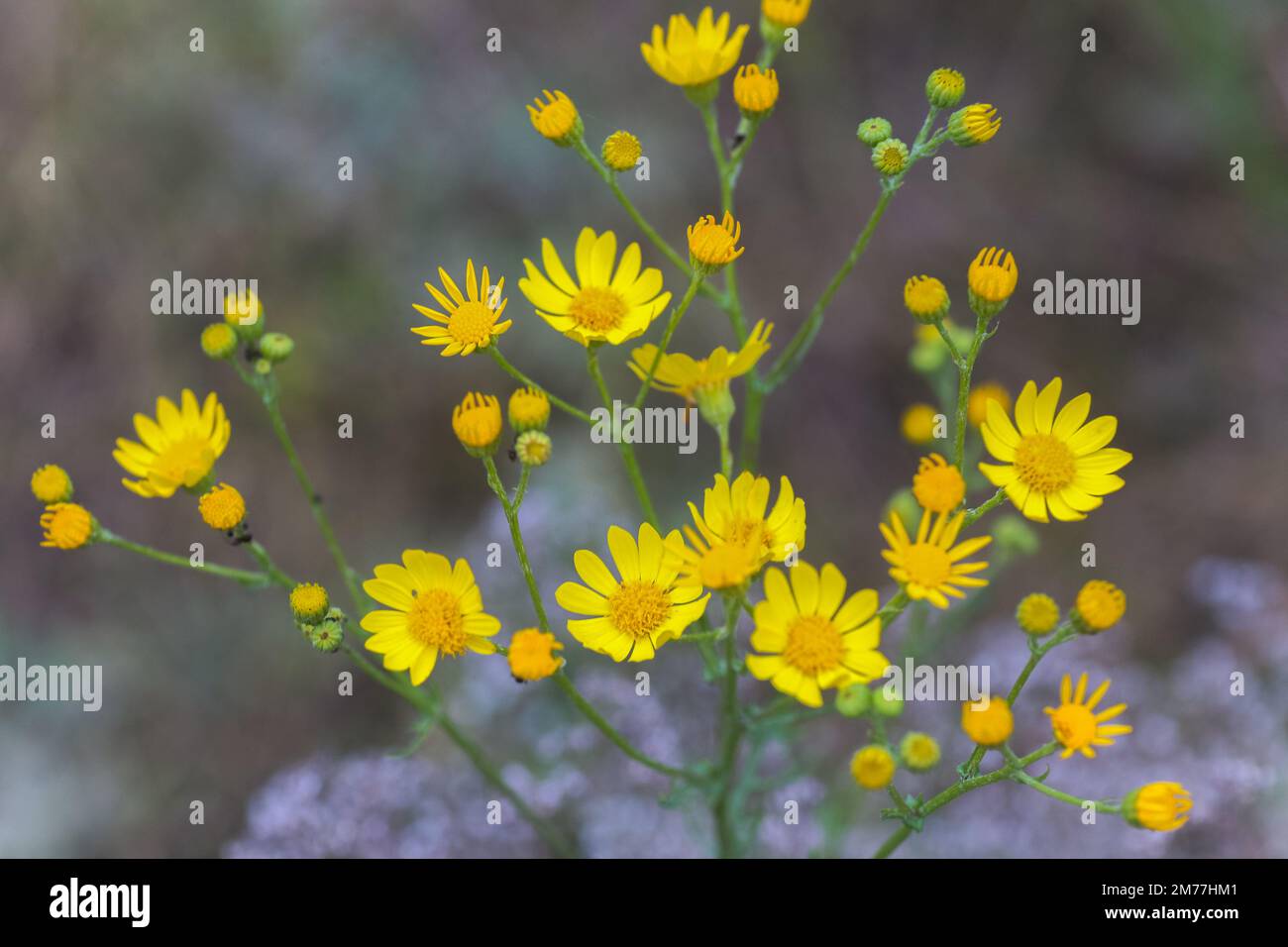 Senecio inaequidens, ragwort a foglie strette, ragwort sudafricano fiori gialli piccoli su un campo in estate Foto Stock