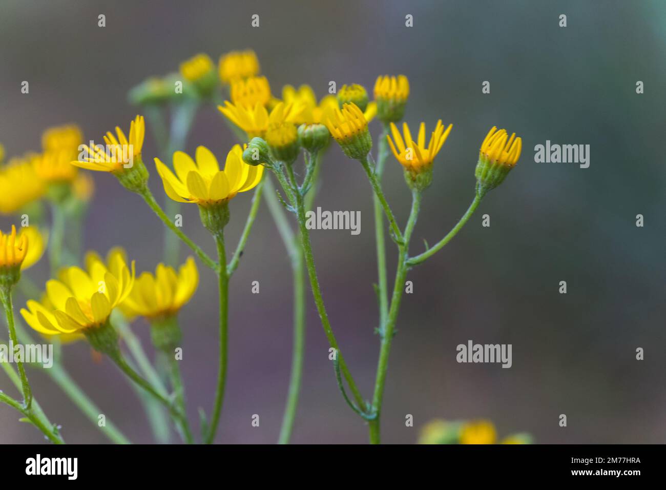 Senecio inaequidens, ragwort a foglie strette, ragwort sudafricano fiori gialli piccoli su un campo in estate Foto Stock