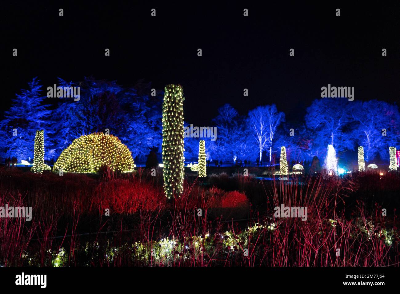 Spettacolare esposizione di luci natalizie con topiario illuminato e illuminazione blu ai Trentham Gardens Foto Stock