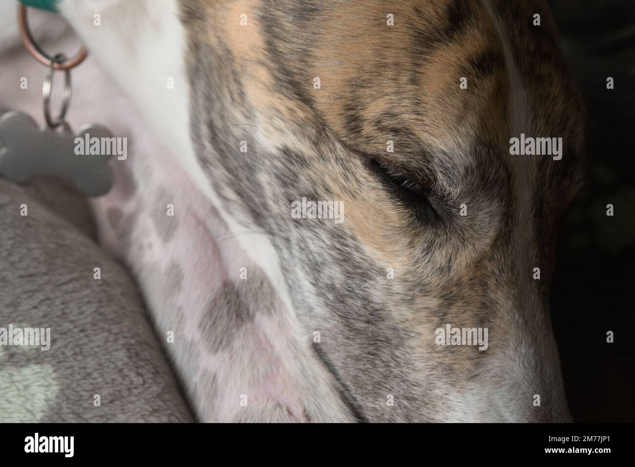 Il levriero stanco dell'animale domestico appoggia la testa sulla gamba anteriore e dorme. Coperta di pile sotto il cane ma sopra il letto. Etichetta con colletto in metallo a forma di osso. Foto Stock