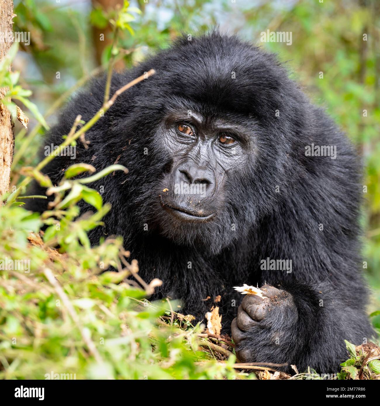 Ritratto di un gorilla di montagna selvaggia ma abituata nel Parco Nazionale della Foresta impenetrabile di Bwindi nel sud-ovest dell'Uganda. Foto Stock