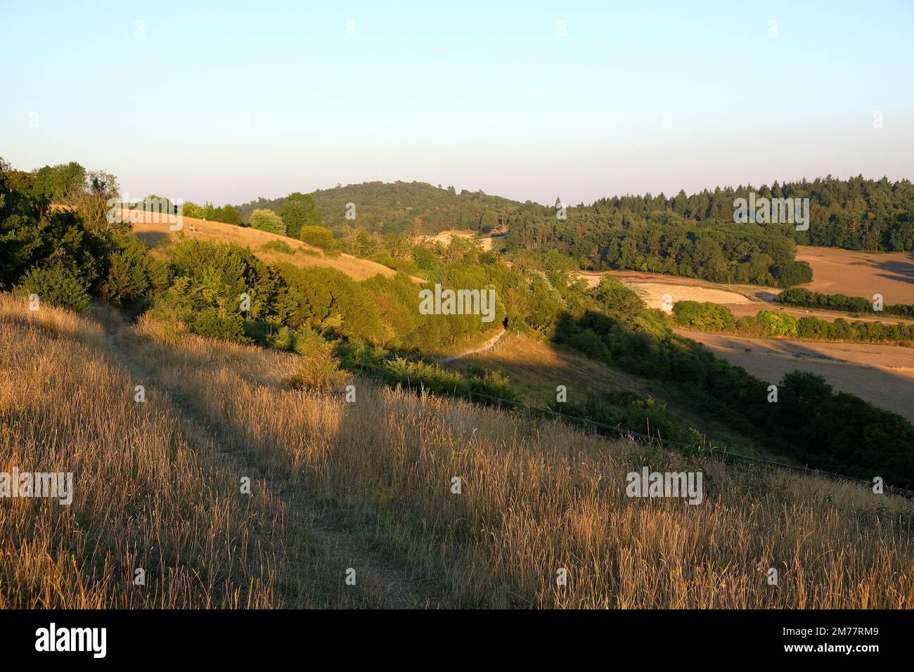 Viste da Pewley giù a Guildford, Surrey durante la siccità estiva del 2021. Foto Stock