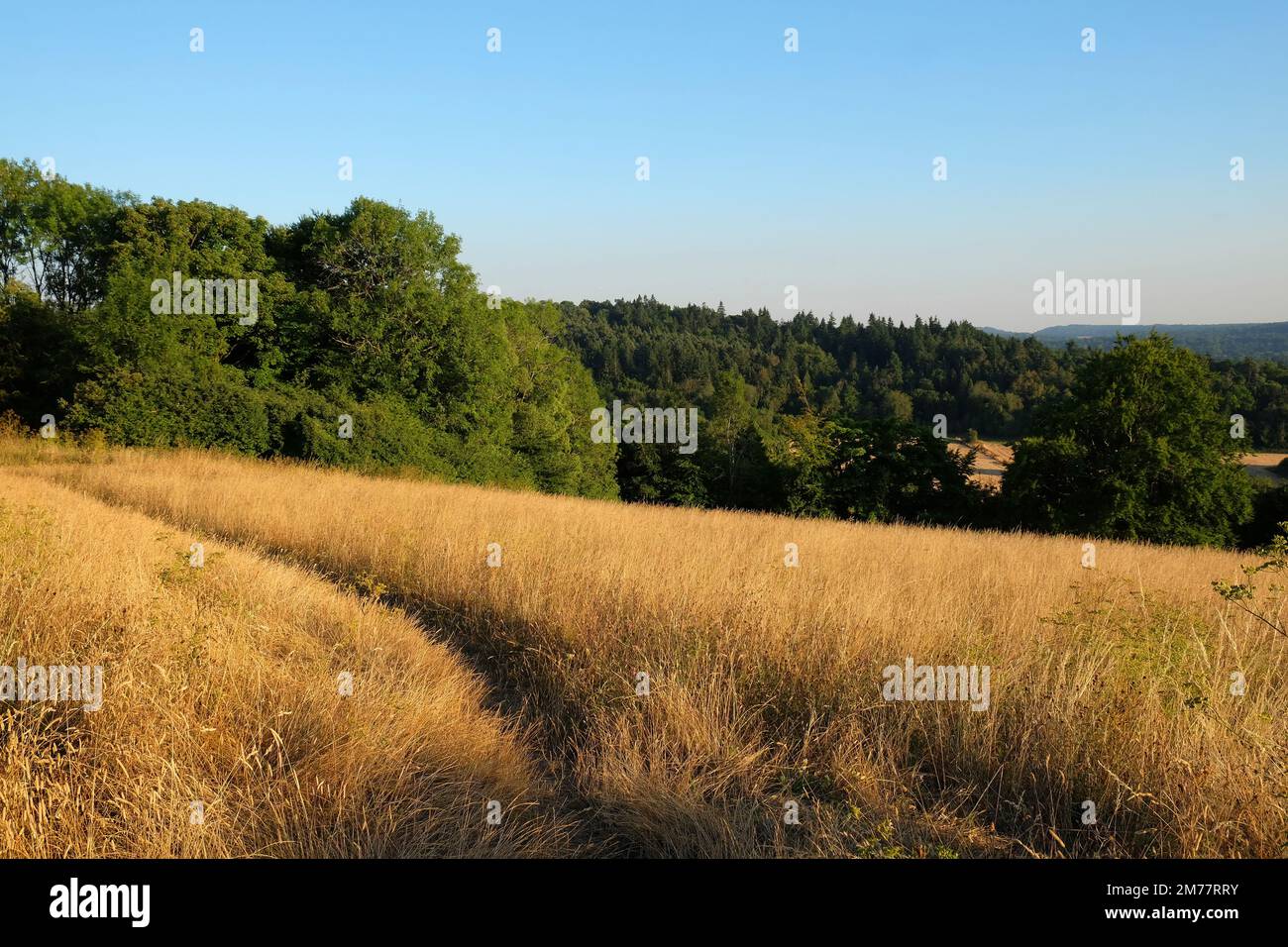 Viste da Pewley giù a Guildford, Surrey durante la siccità estiva del 2021. Foto Stock