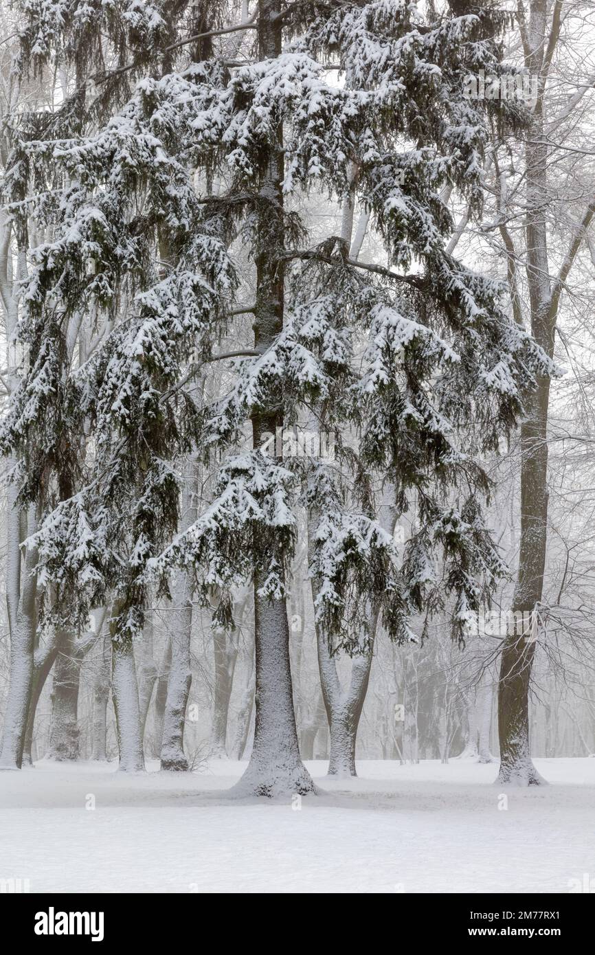 Inverno a Warmia e Mazury, Polonia Foto Stock