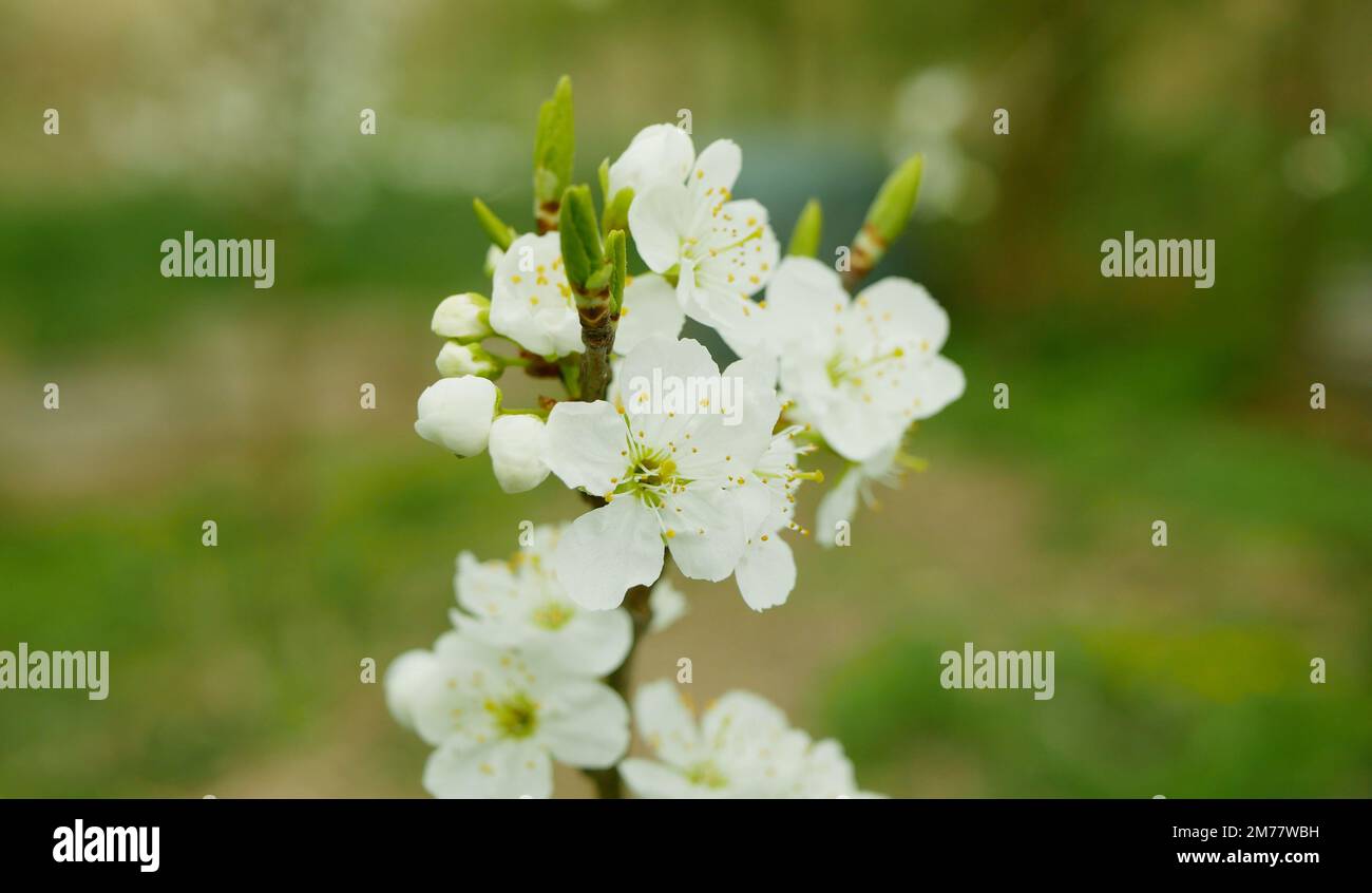 Prugne fiore fiore primavera coltivazione Prunus domestica albero Orchard homegrown, vento in rami e foglie fiore foglia giardino, la prima varietà resistente Foto Stock