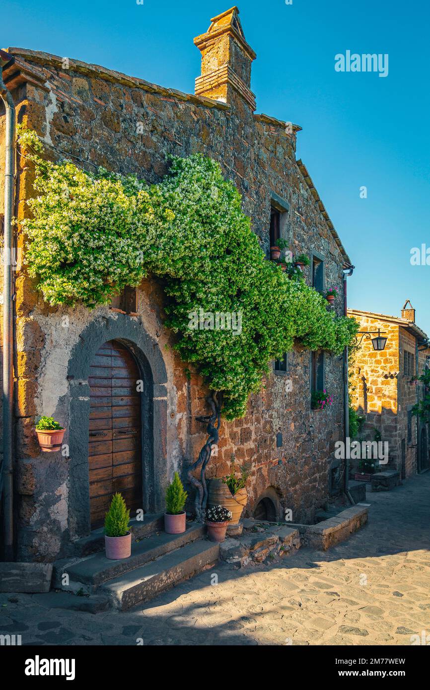 Bel fiore profumato di gelsomino sul muro di casa in pietra, Civita di Bagnoregio, Provincia di Viterbo, Lazio, Italia, Europa Foto Stock