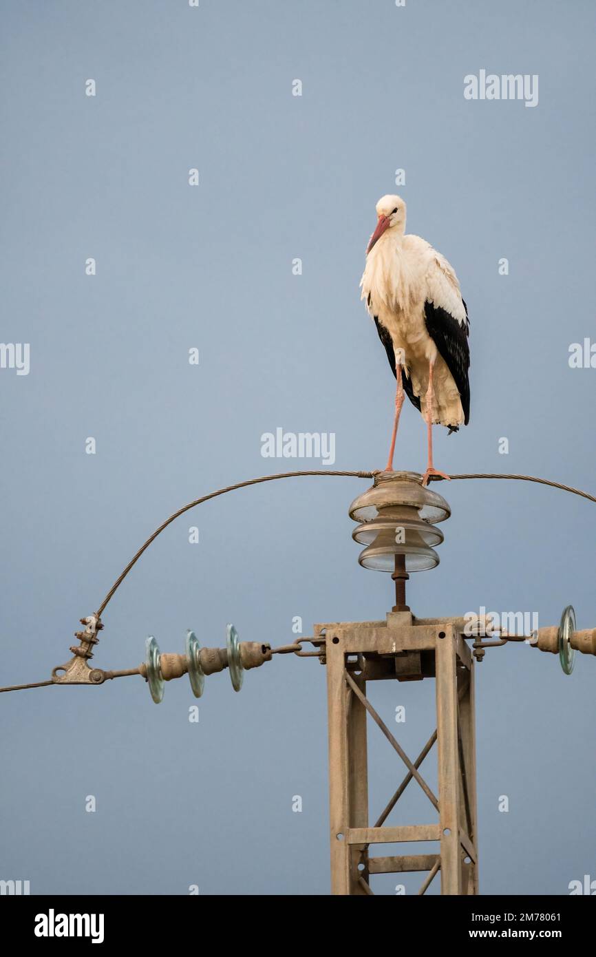 Cicogna bianca, Ciconia ciconia, arroccata sulla cima di una torre di trasmissione, Catalogna, Spagna Foto Stock