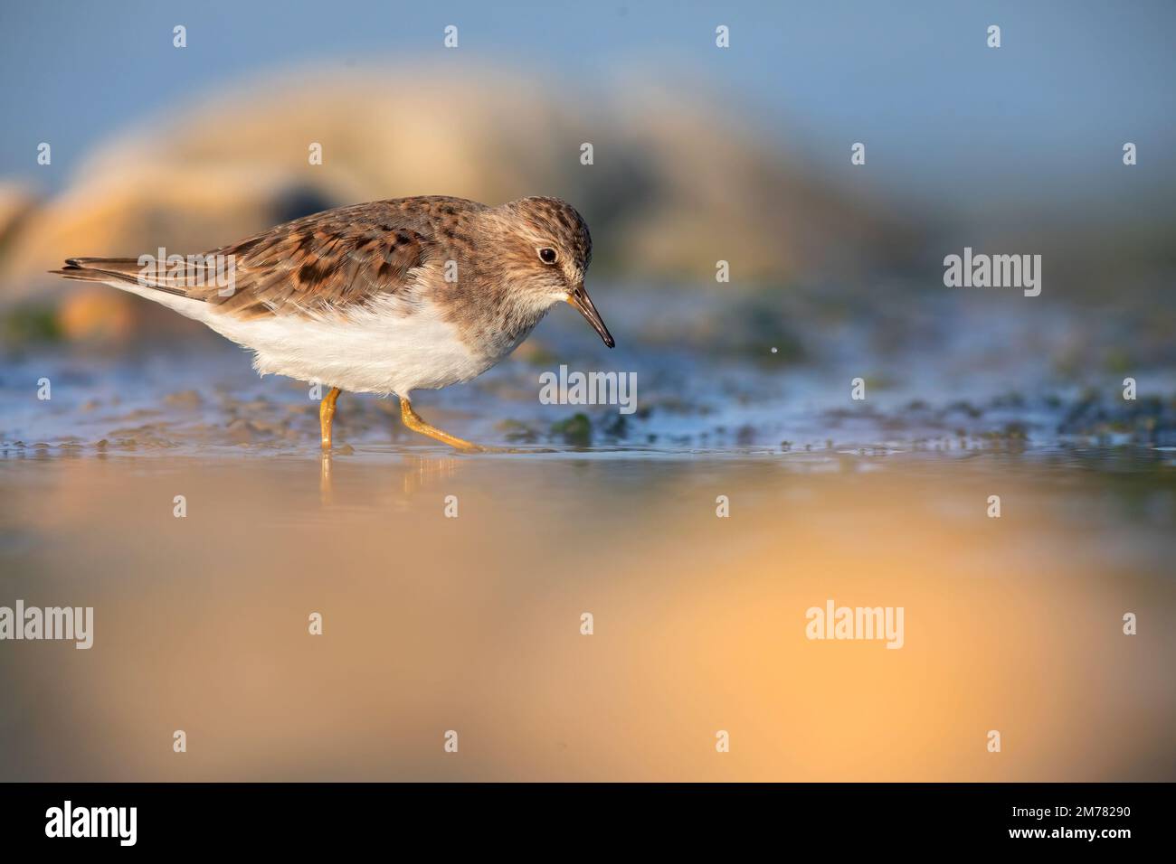 Gambecchio nano - Calidris tempinckii è un piccolo wader Foto Stock