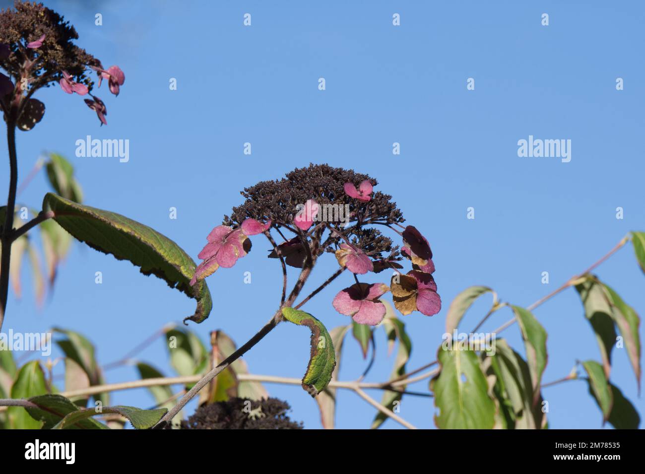 Fiori autunnali viola di Hydrangea aspera Anthony Bullivant nel giardino britannico ottobre Foto Stock