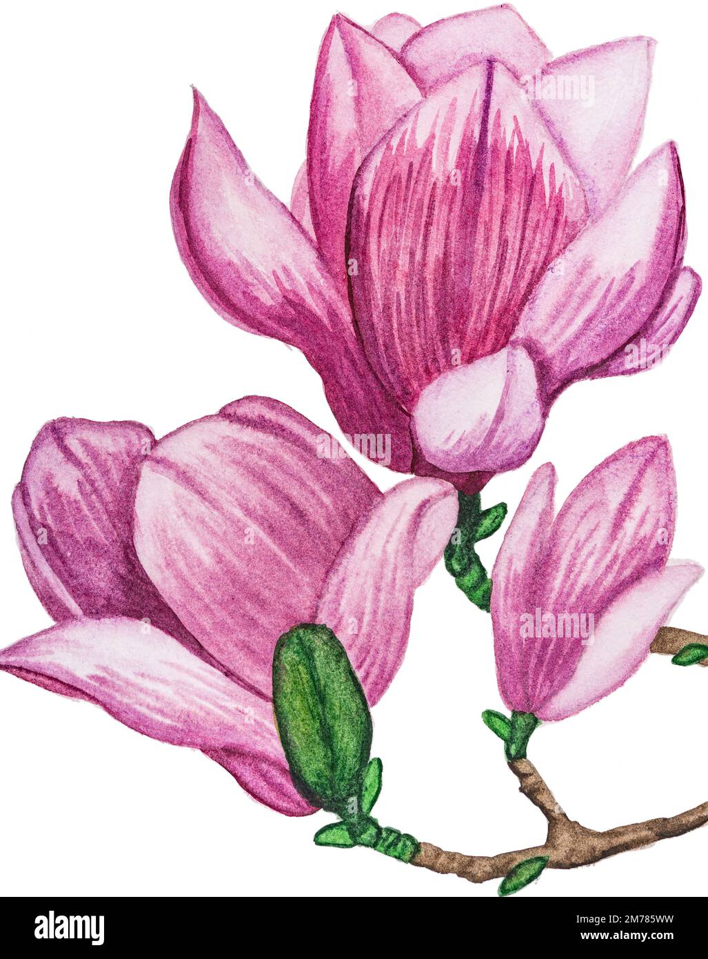 Ramo di fiori di Magnolia, pittura ad acquerello. Foto Stock