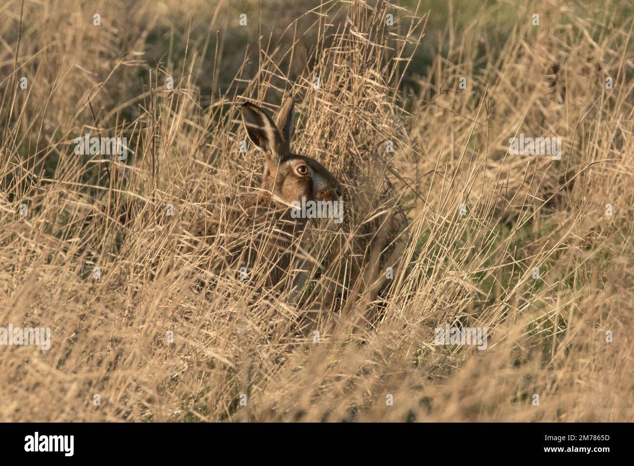 Una lepre selvaggia sul fen Wicken in una fredda mattina nel gennaio 2023 Foto Stock