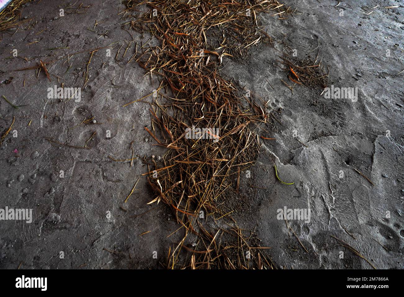 Foglie di bambù appassite sparse in cima alla sabbia finta Foto Stock