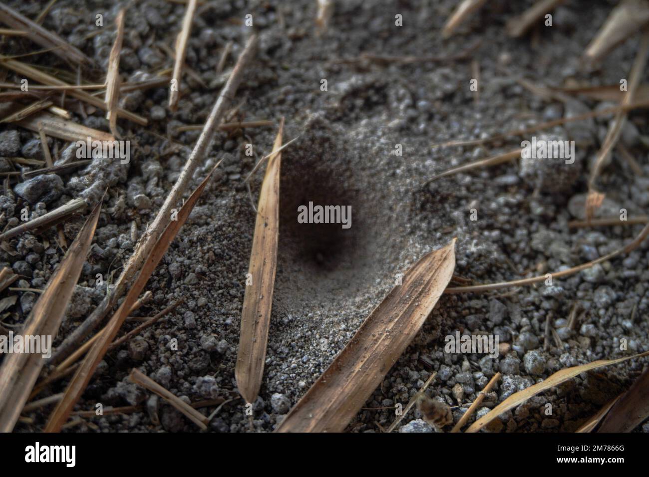 Foglie di bambù appassite sparse in cima alla sabbia finta Foto Stock