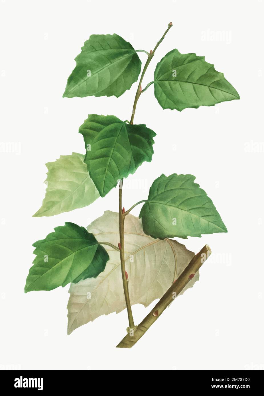 Vettore di foglie di pioppo bianco vintage Illustrazione Vettoriale Vettore di foglie di pioppo bianco vintage Illustrazione Vettoriale