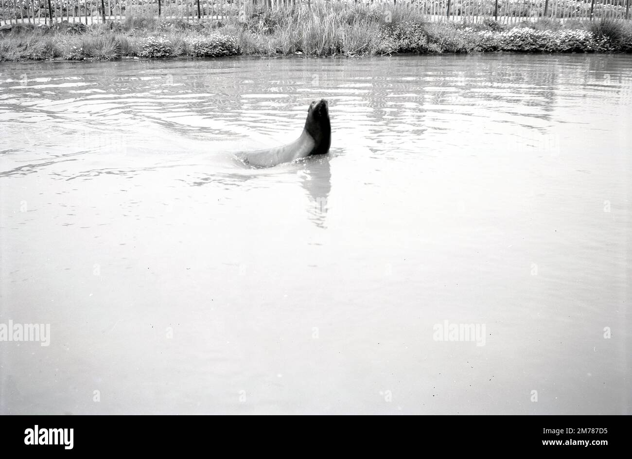 1950s, storico, un leone di mare nella sua piscina d'acqua al Chester Zoo, Cheshire, Inghilterra, Regno Unito. George Mottershead fondò lo zoo all'inizio degli anni '1930s, quando portò una grande tenuta conosciuta come Oakfield a Upton-by-Chester. La piscina di leoni marini ha aperto verso la fine degli anni '1940s ed è stata un'attrazione popolare per i visitatori per molti decenni. I leoni marini dovettero lasciare lo zoo nel 2010 perché la piscina era di acqua dolce e non di acqua salata e perché il leone marino non era una specie in pericolo. Foto Stock
