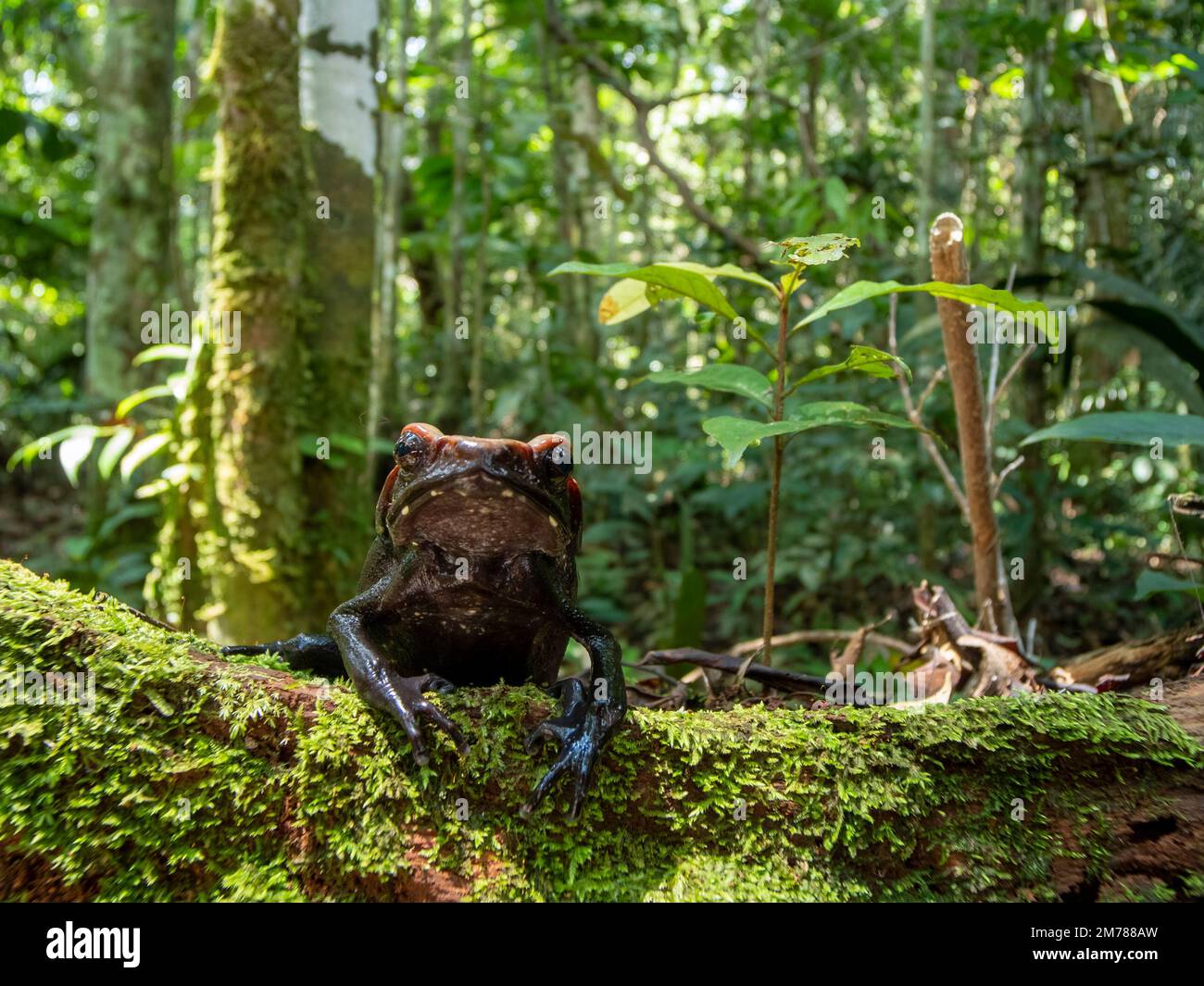 Amazonian spotted Toad (Rhaebo guttatus) su un tronco nella foresta pluviale, habitat fucilato, provincia di Orellana, Ecuador, Foto Stock