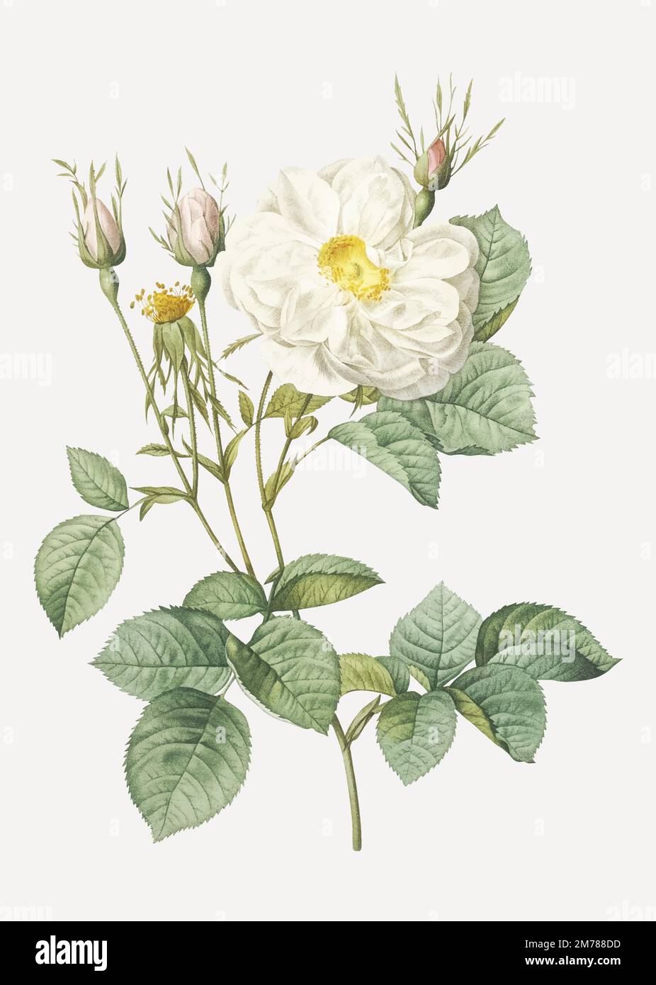 Vintage rosa bianca di York vettore Illustrazione Vettoriale