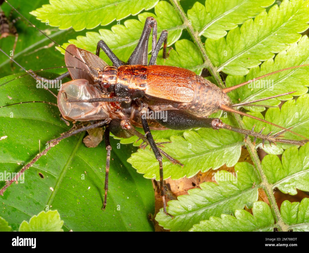 Accoppiamento di crickets. La femmina monta la parte posteriore del maschio le cui ali sono ripiegate in avanti. Nella foresta pluviale, provincia di Orellana, Ecuador Foto Stock