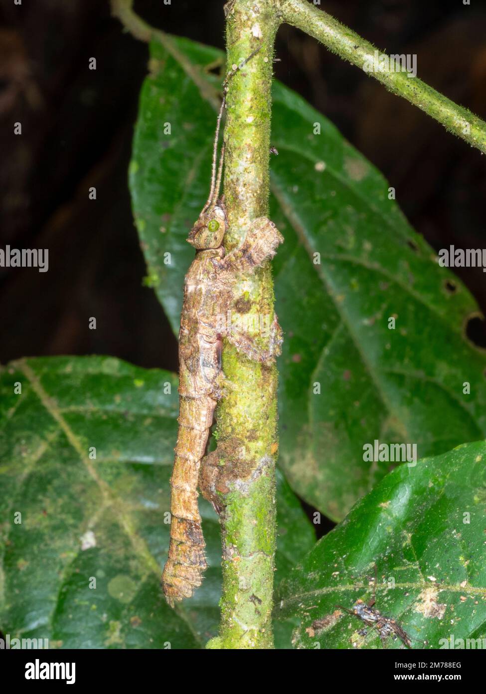 Insetto di bastone criptico (Prisopus sp.) Nella foresta pluviale, provincia di Orellana, Ecuador Foto Stock