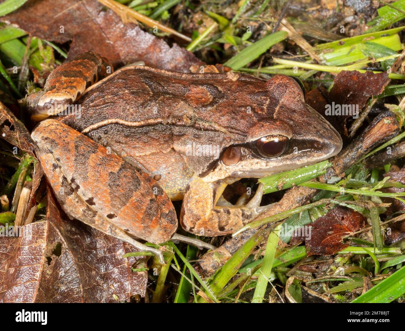 Comune rospo (Leptodactylus mystaceus) nella foresta pluviale, provincia di Orellana, Ecuador Foto Stock