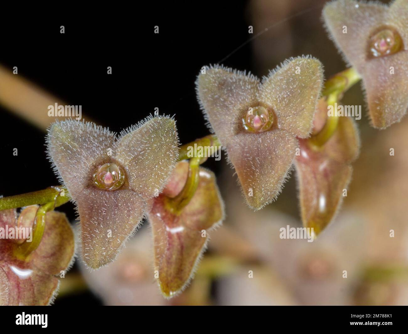 Stelis sp. Una micro-orchidea con piccoli fiori che crescono nella foresta pluviale nella provincia di Orellana, Ecuador Foto Stock