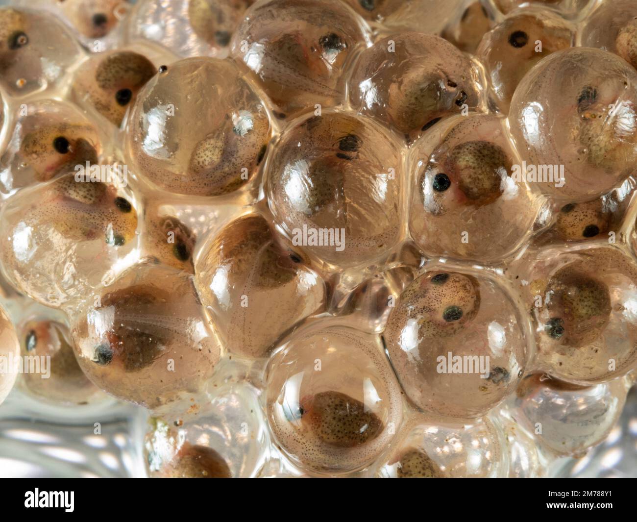 Frizione di uova della rana delle scimmie amazzoniche (Agalychnis hulli), provincia di Orellana, Ecuador Foto Stock