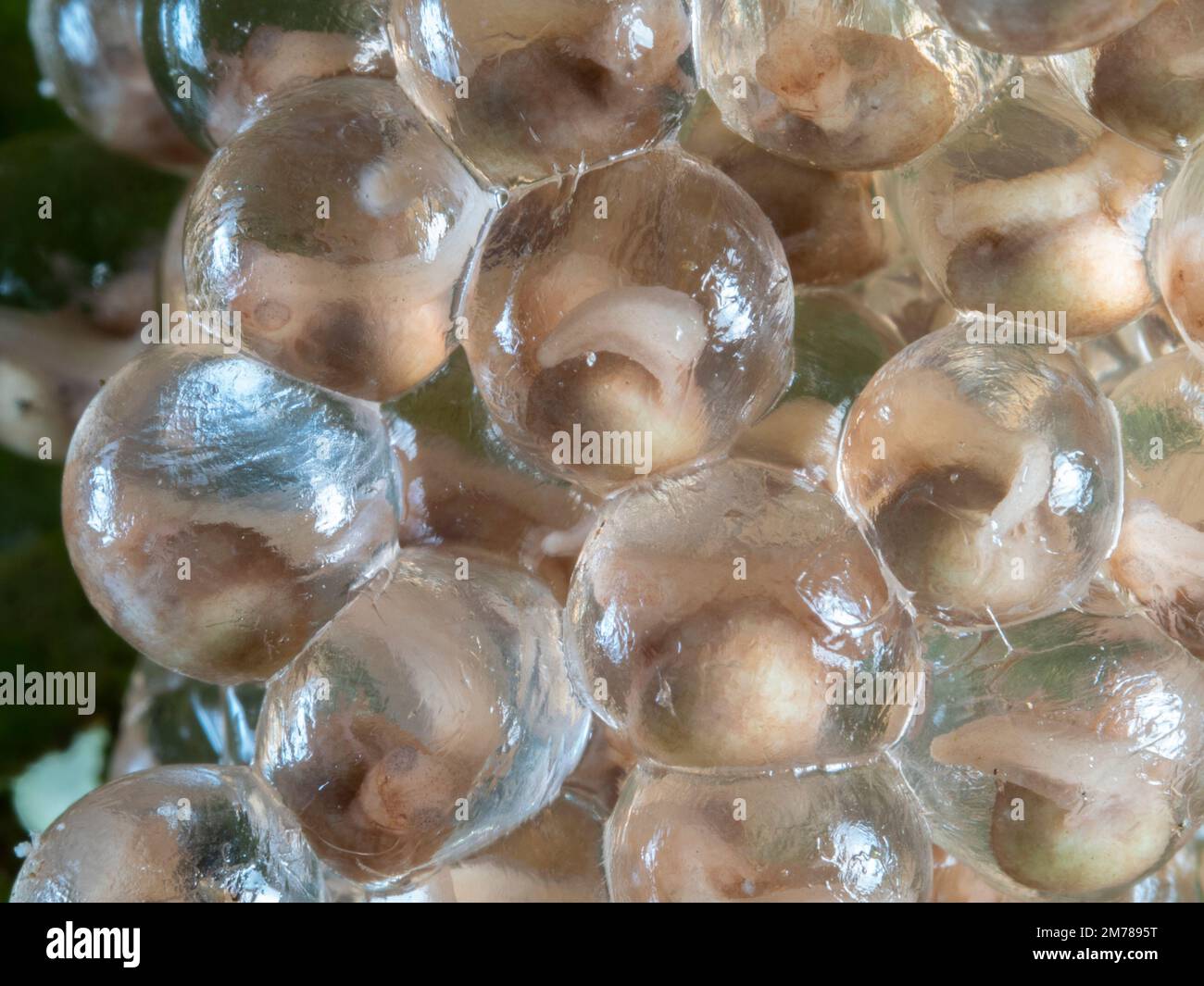 Frizione di uova della rana delle scimmie amazzoniche (Agalychnis hulli), provincia di Orellana, Ecuador Foto Stock