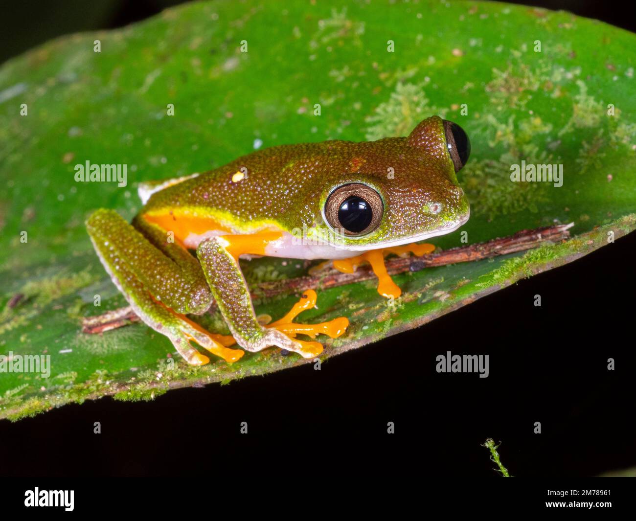 Rana delle foglie di Amazzonia (Agalychnis hulli), un maschio nella foresta pluviale accanto a uno stagno, provincia di Orellana, Ecuador Foto Stock