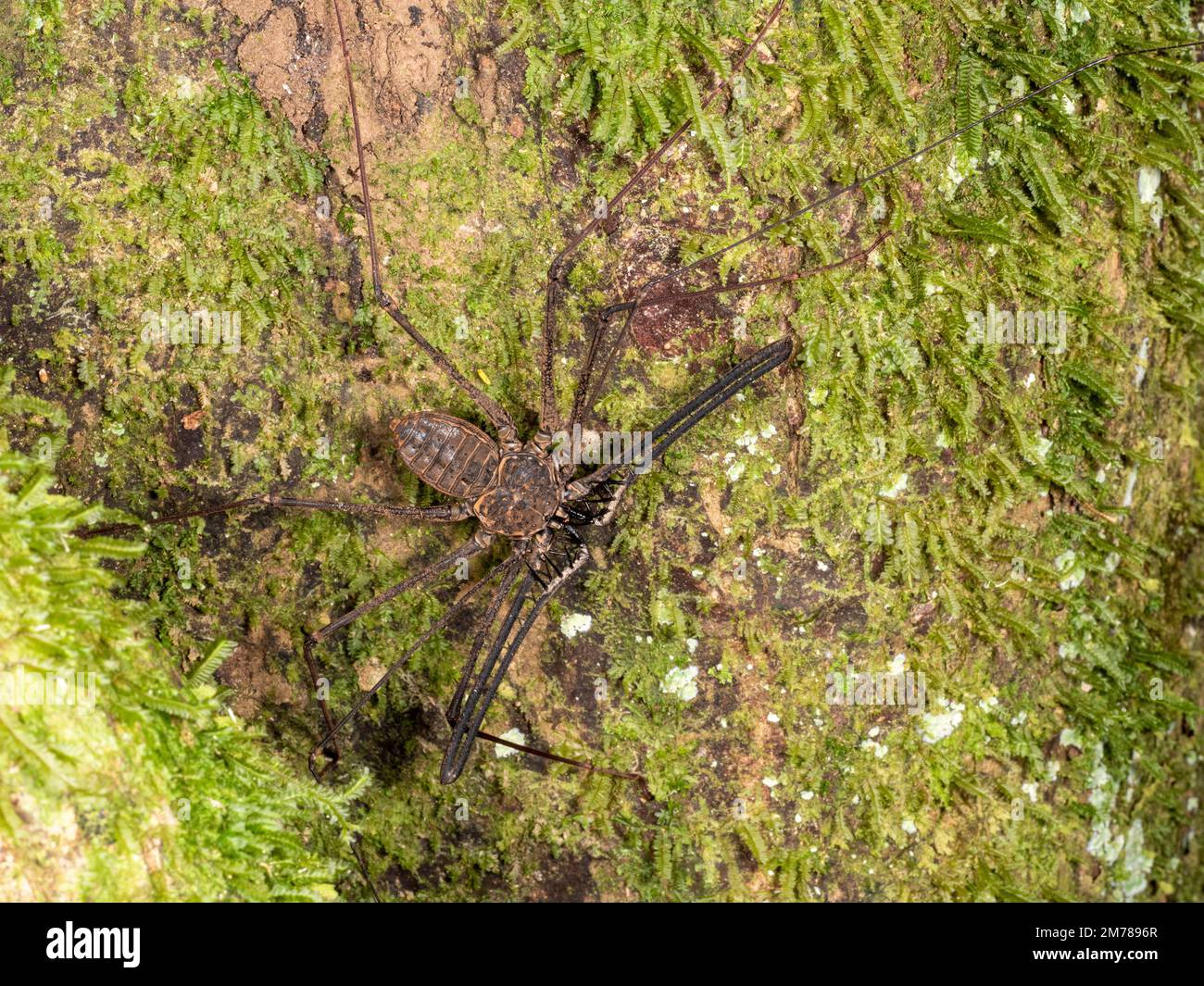 Whipscorpion senza coda (Amblypygid) su un tronco di albero nella provincia di Orellana, Ecuador Foto Stock